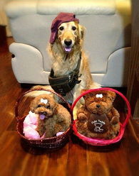 狗狗帥氣潮人裝 寵物衣架的時(shí)尚革命